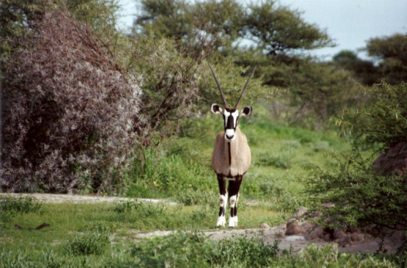 Orixantilope im Etosha-NP